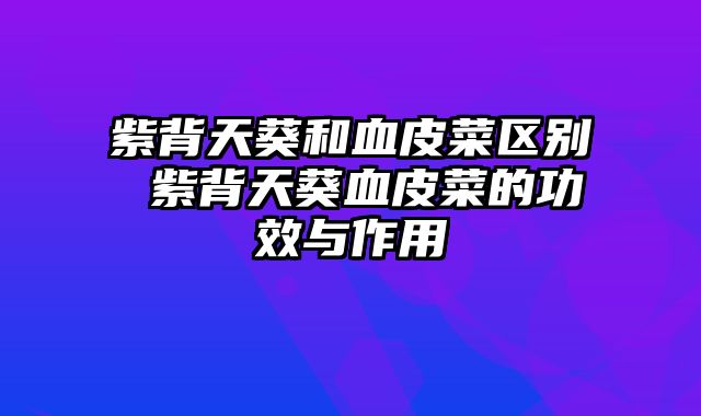 紫背天葵和血皮菜区别 紫背天葵血皮菜的功效与作用