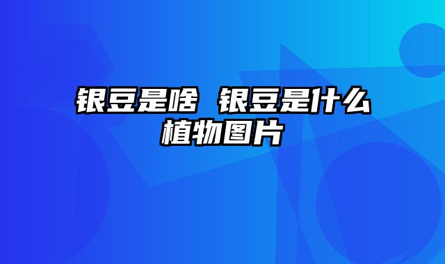 银豆是啥 银豆是什么植物图片