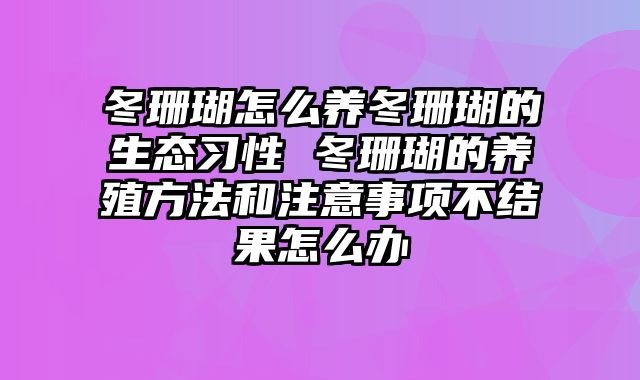 冬珊瑚怎么养冬珊瑚的生态习性 冬珊瑚的养殖方法和注意事项不结果怎么办