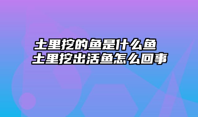 土里挖的鱼是什么鱼 土里挖出活鱼怎么回事
