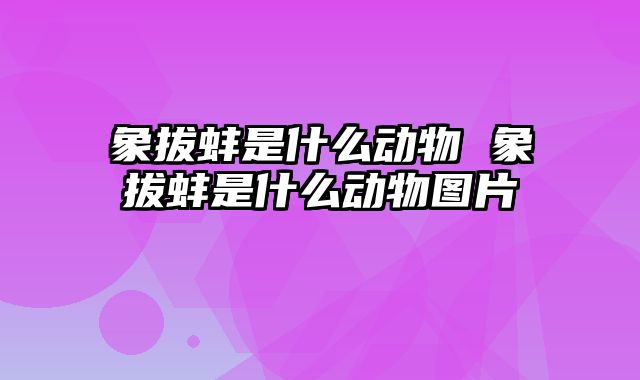 象拔蚌是什么动物 象拔蚌是什么动物图片