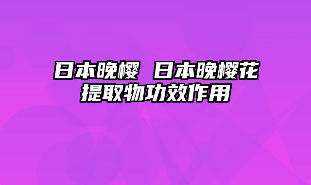 日本晚樱 日本晚樱花提取物功效作用