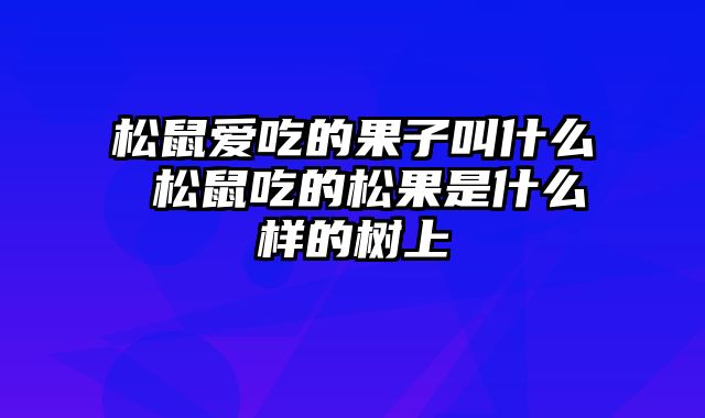 松鼠爱吃的果子叫什么 松鼠吃的松果是什么样的树上