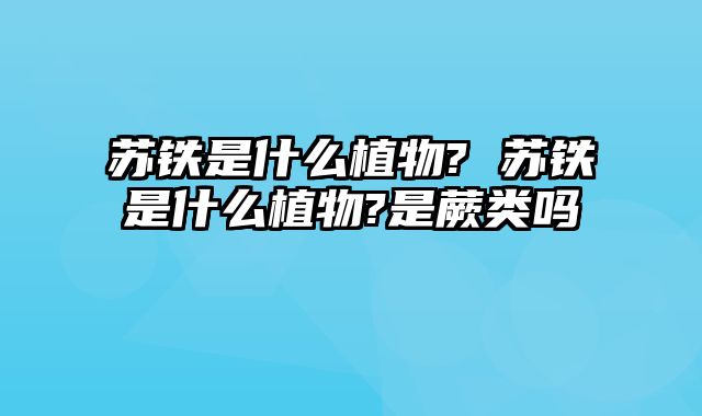 苏铁是什么植物? 苏铁是什么植物?是蕨类吗