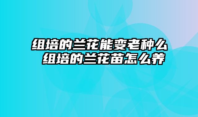 组培的兰花能变老种么 组培的兰花苗怎么养