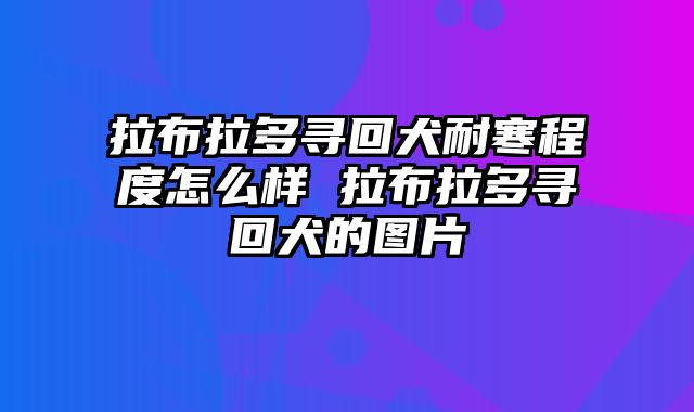 拉布拉多寻回犬耐寒程度怎么样 拉布拉多寻回犬的图片