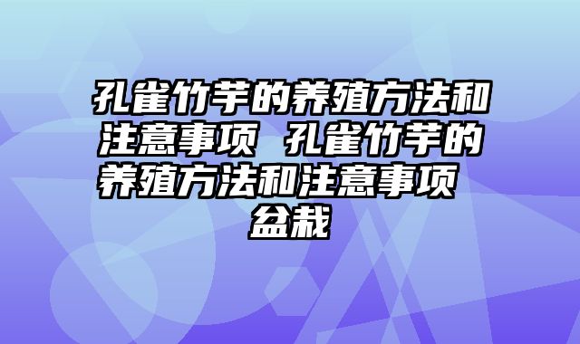孔雀竹芋的养殖方法和注意事项 孔雀竹芋的养殖方法和注意事项 盆栽