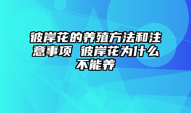 彼岸花的养殖方法和注意事项 彼岸花为什么不能养