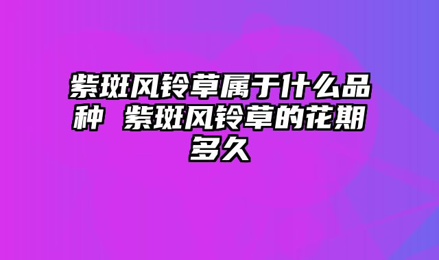 紫斑风铃草属于什么品种 紫斑风铃草的花期多久