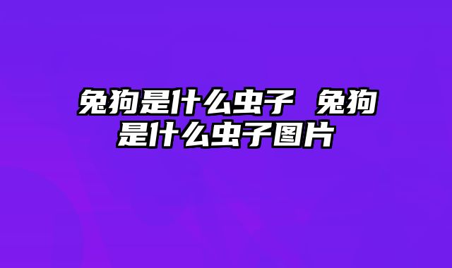 兔狗是什么虫子 兔狗是什么虫子图片
