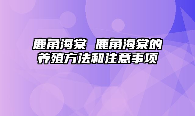 鹿角海棠 鹿角海棠的养殖方法和注意事项