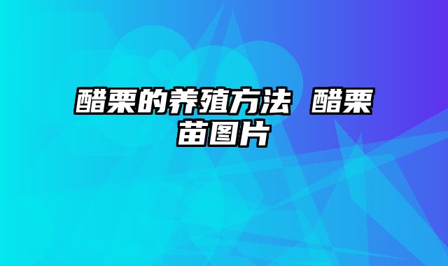 醋栗的养殖方法 醋栗苗图片