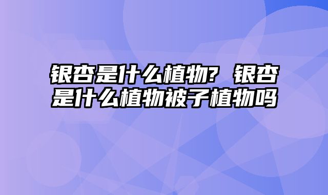 银杏是什么植物? 银杏是什么植物被子植物吗