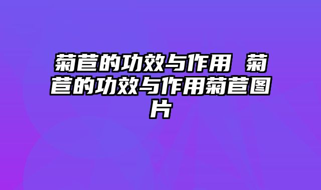 菊苣的功效与作用 菊苣的功效与作用菊苣图片