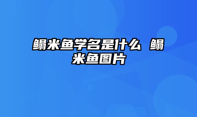鳎米鱼学名是什么 鳎米鱼图片