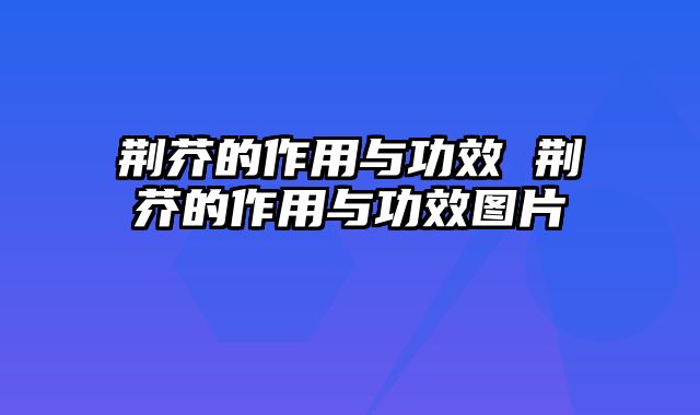 荆芥的作用与功效 荆芥的作用与功效图片