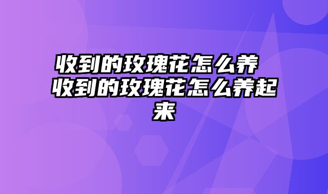 收到的玫瑰花怎么养 收到的玫瑰花怎么养起来