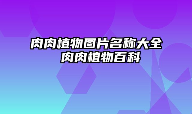 肉肉植物图片名称大全 肉肉植物百科