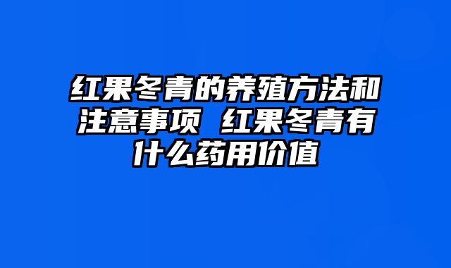 红果冬青的养殖方法和注意事项 红果冬青有什么药用价值