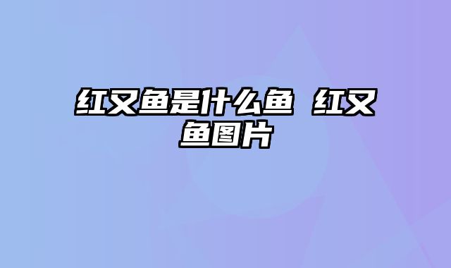 红又鱼是什么鱼 红又鱼图片