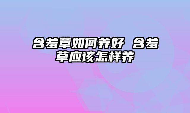 含羞草如何养好 含羞草应该怎样养
