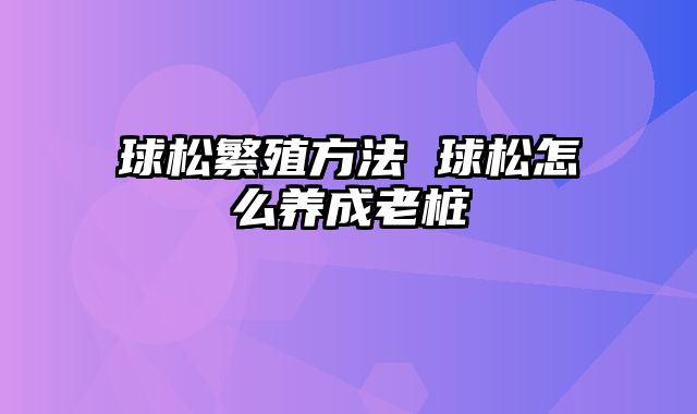 球松繁殖方法 球松怎么养成老桩