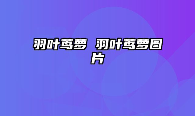 羽叶茑萝 羽叶茑萝图片