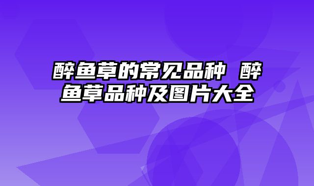醉鱼草的常见品种 醉鱼草品种及图片大全