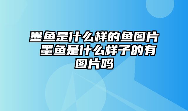 墨鱼是什么样的鱼图片 墨鱼是什么样子的有图片吗