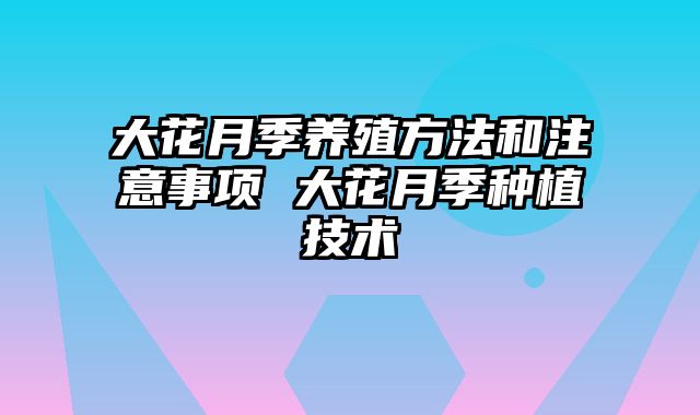 大花月季养殖方法和注意事项 大花月季种植技术
