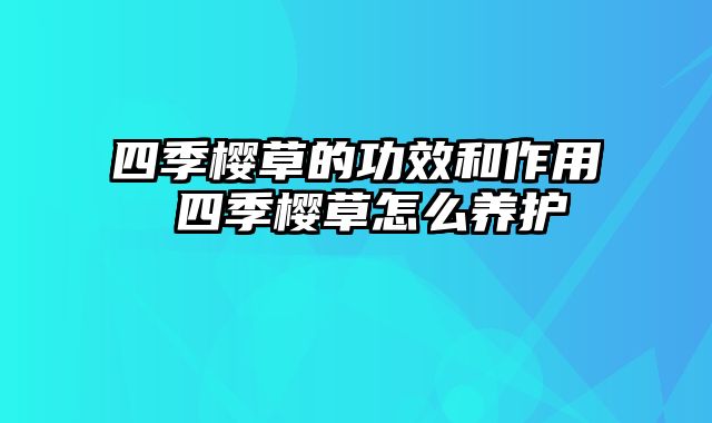 四季樱草的功效和作用 四季樱草怎么养护