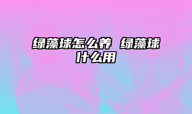 绿藻球怎么养 绿藻球什么用