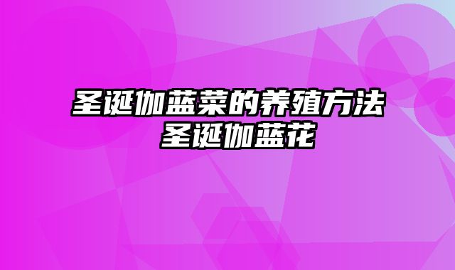 圣诞伽蓝菜的养殖方法 圣诞伽蓝花