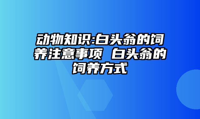 动物知识:白头翁的饲养注意事项 白头翁的饲养方式