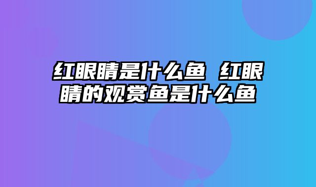 红眼睛是什么鱼 红眼睛的观赏鱼是什么鱼