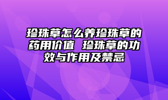 珍珠草怎么养珍珠草的药用价值 珍珠草的功效与作用及禁忌