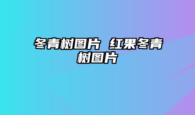 冬青树图片 红果冬青树图片