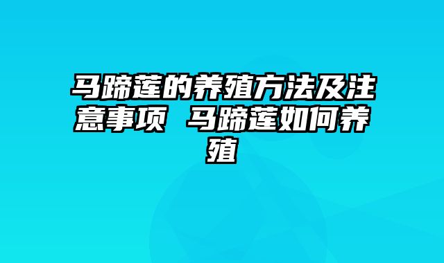 马蹄莲的养殖方法及注意事项 马蹄莲如何养殖