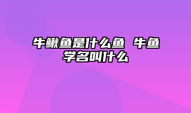 牛鳅鱼是什么鱼 牛鱼学名叫什么