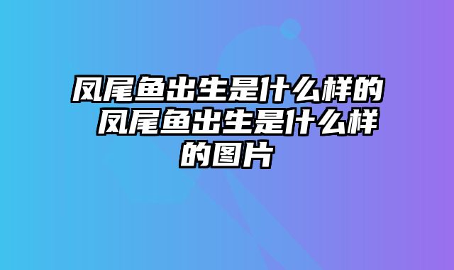 凤尾鱼出生是什么样的 凤尾鱼出生是什么样的图片