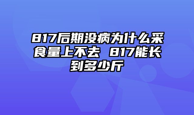 817后期没病为什么采食量上不去 817能长到多少斤