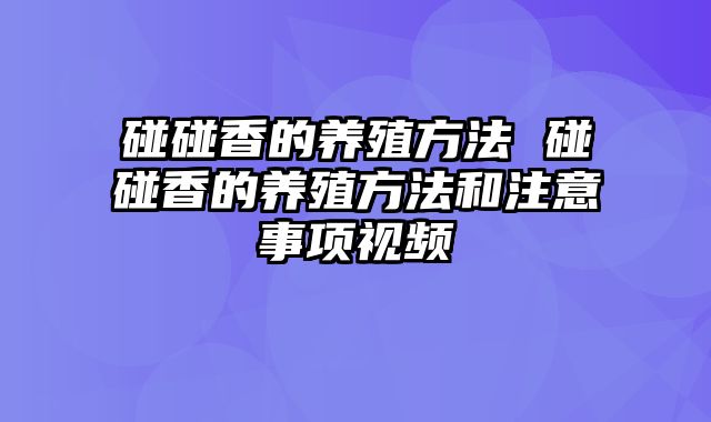 碰碰香的养殖方法 碰碰香的养殖方法和注意事项视频