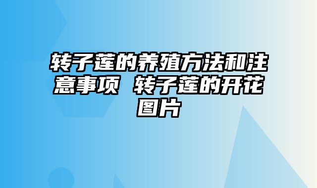 转子莲的养殖方法和注意事项 转子莲的开花图片
