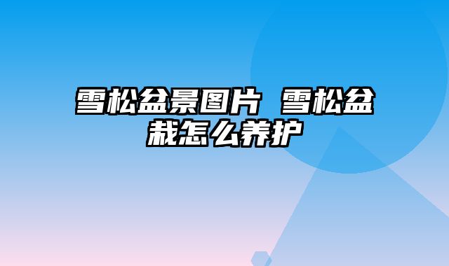 雪松盆景图片 雪松盆栽怎么养护