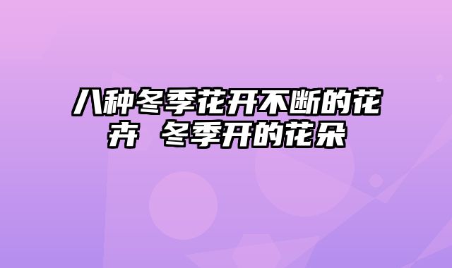 八种冬季花开不断的花卉 冬季开的花朵
