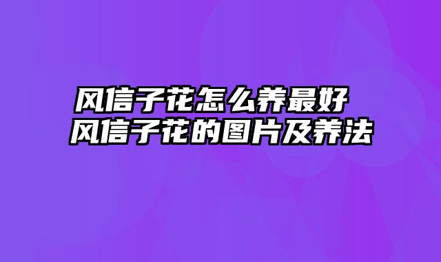 风信子花怎么养最好 风信子花的图片及养法