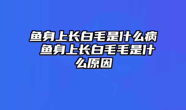 鱼身上长白毛是什么病 鱼身上长白毛毛是什么原因