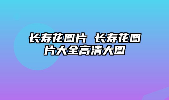 长寿花图片 长寿花图片大全高清大图