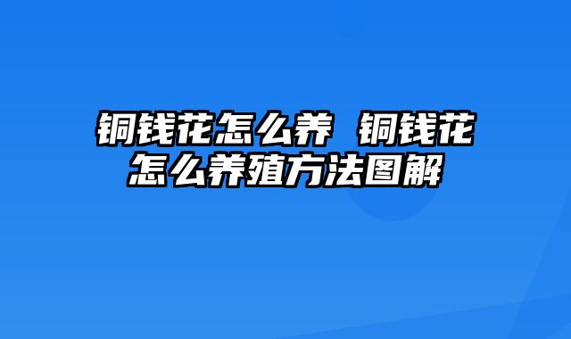 铜钱花怎么养 铜钱花怎么养殖方法图解