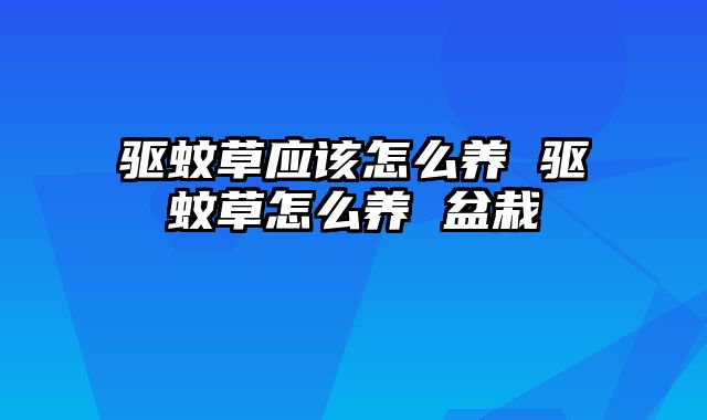 驱蚊草应该怎么养 驱蚊草怎么养 盆栽